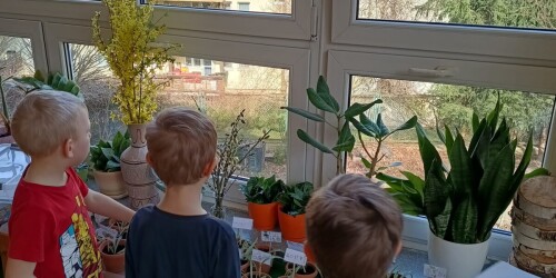 Dzieci pokazują swoje rośliny